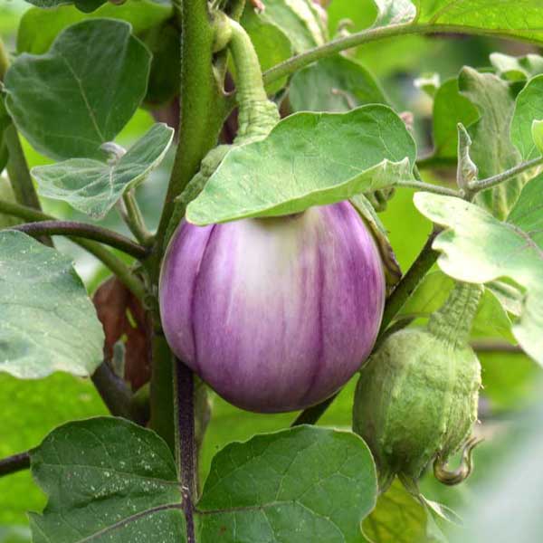 Aubergine