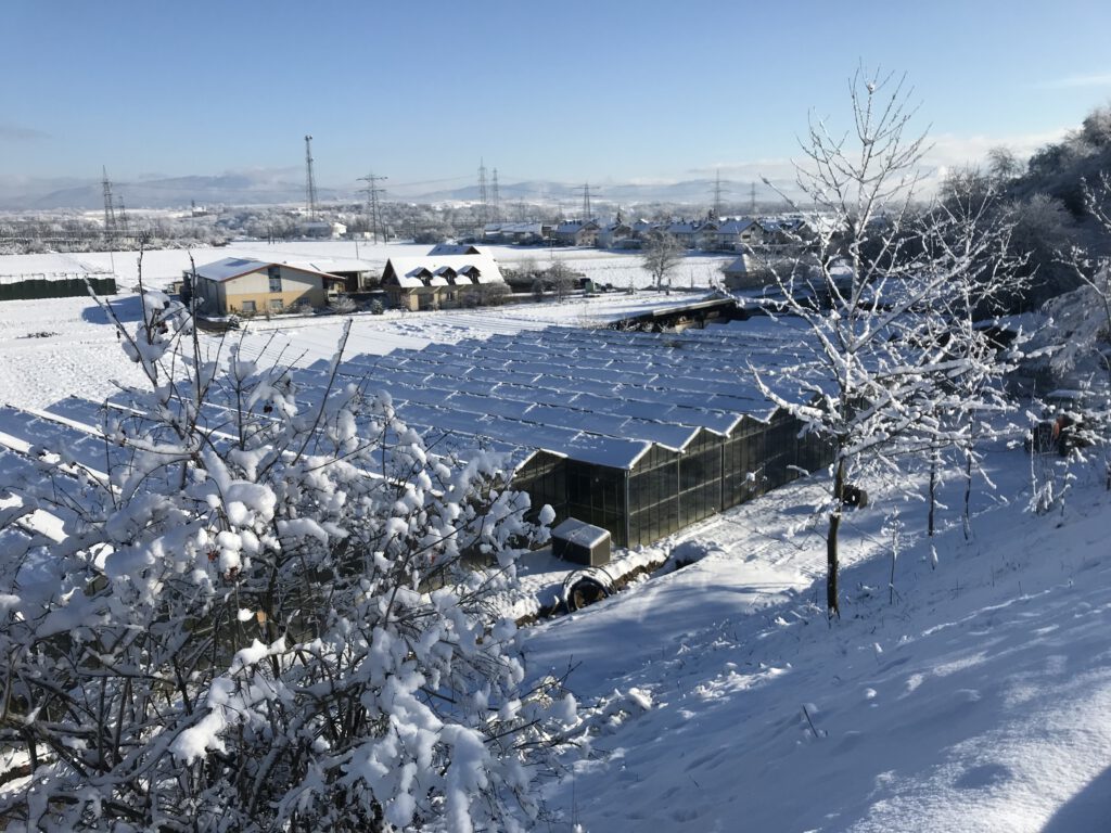 Gewächshaus im Schnee