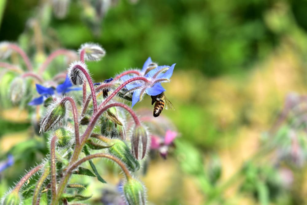 Bienenbluete