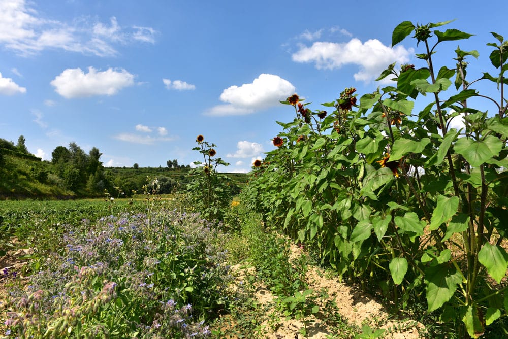 Blumenstreifen