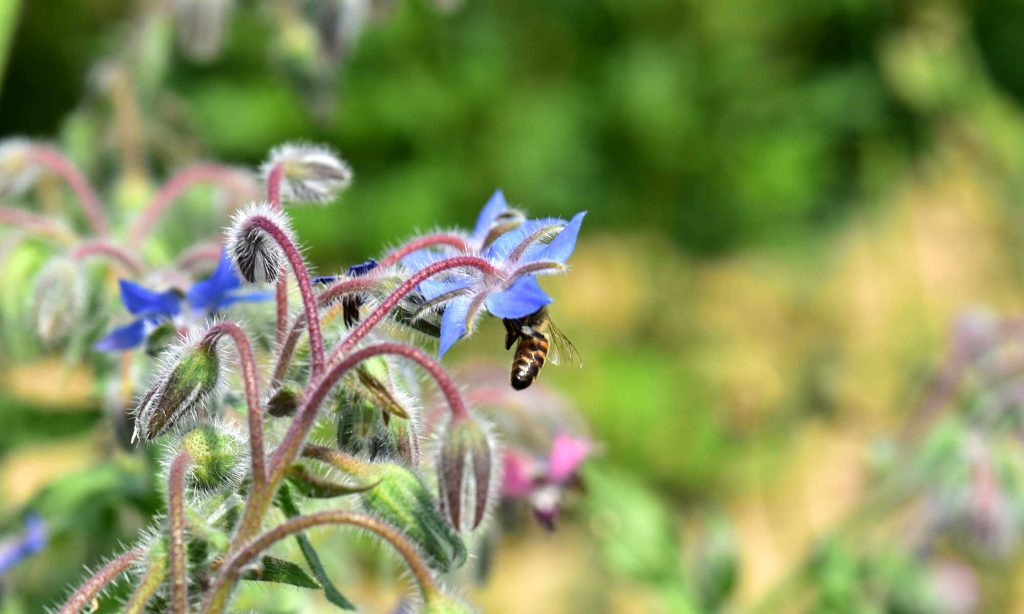 Borretschblüte mit Biene