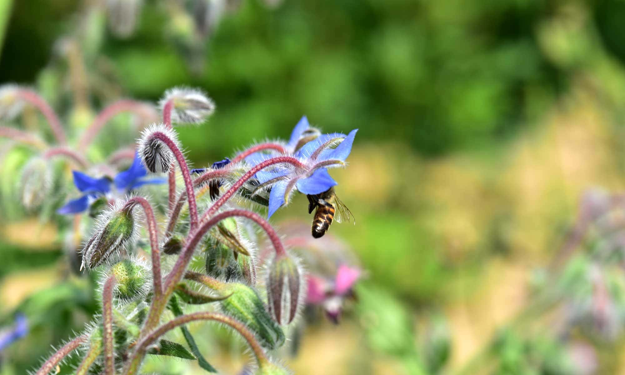 Borretschblüte mit Biene